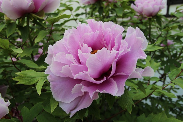 Read more about the article How to cultivate ideal peonies