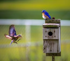 Read more about the article How to Get Birds to Come to Your Yard’s Feeder