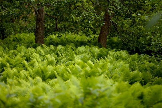 You are currently viewing A century-old garden nestled in the rural heart of Devonshire