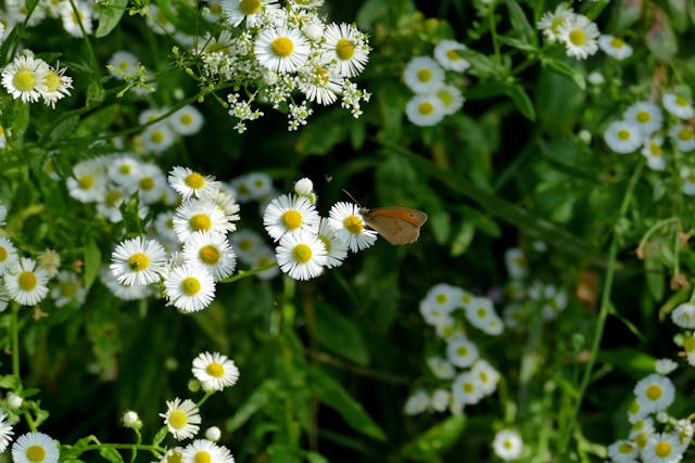 Read more about the article How to Design a Stunning Pollinator Garden That Is Able to Support Bees and Butterflies