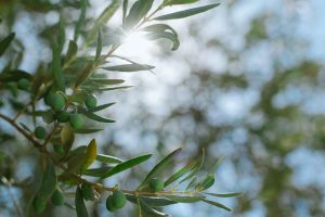 Read more about the article How to cultivate an olive tree