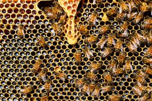 Read more about the article How Do Bee Hotels Work? In addition, How to Install One to Help Pollinators